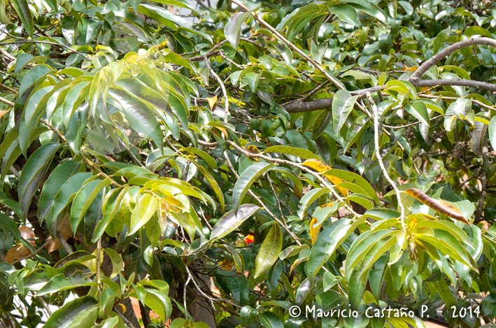 Guayacán de Manizales - Vista 2